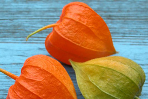 L'ashwagandha est un super food bon pour la santé