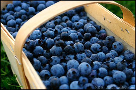 bleuets