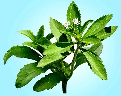 édulcorant Stevia