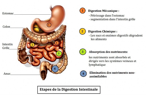 Les comprimés des helminthes pendant laffouragement