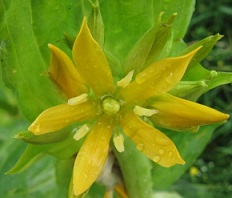 gentiane