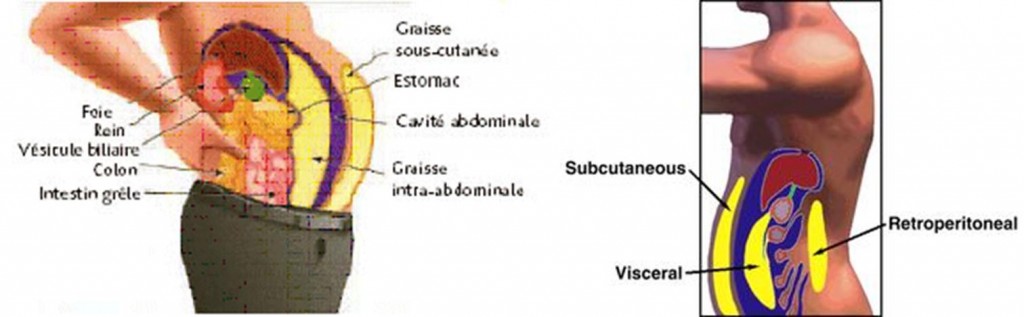 graisse abdominale