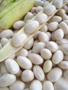 Le Phaseolus vulgaris aide à mincir ? - Ventre Plat Conseils Le Phaseolus vulgaris aide à mincir ? - Ventre Plat Conseils