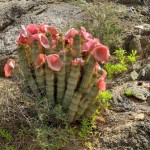 Hoodia à l'état sauvage