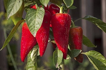 piment, un des plantes qui font mincir et qui aident à perdre