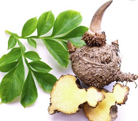 plante pour maigrir