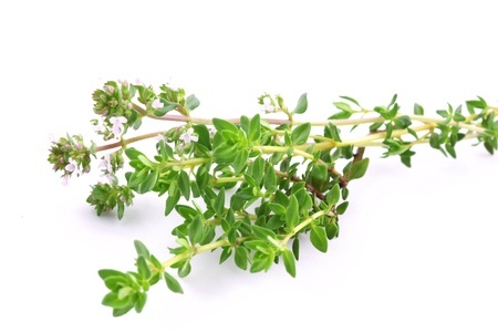 Plante digestive