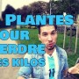plantes qui font mincir