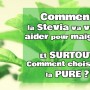 Stevia bio